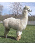 Pelo de Alpaca